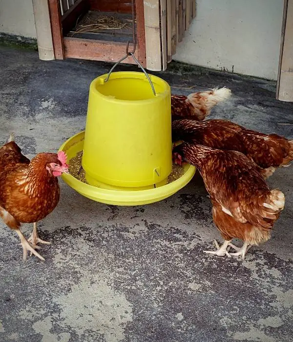 feeding large adult chickens