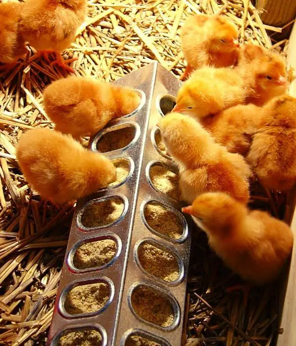 baby chickens feeding in a feeder