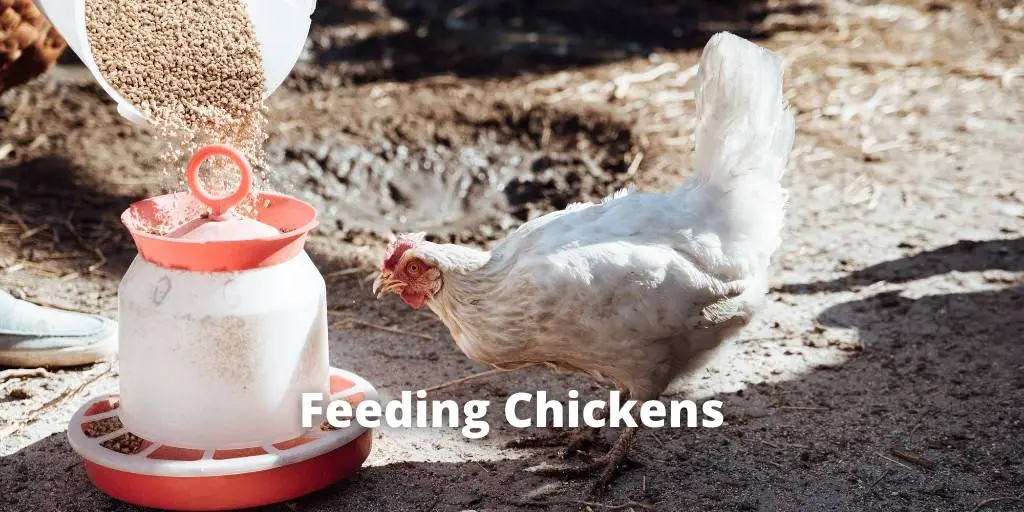 Feeding Chickens: What, How & How Much to Feed Chickens?