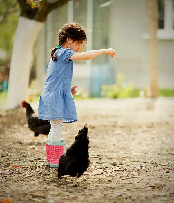 feeding treats to chickens