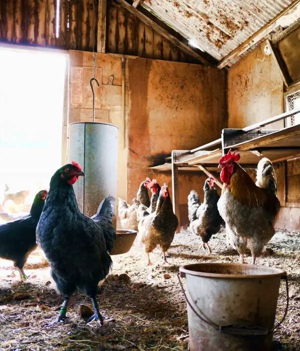 chickens following pecking order inside coop