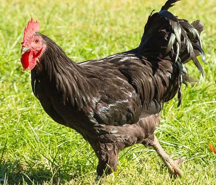 Java rooster