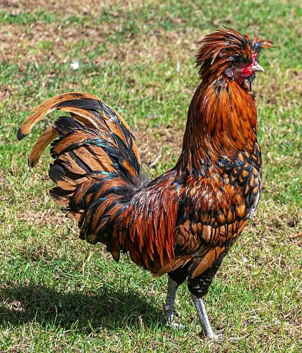 a polish chicken standing