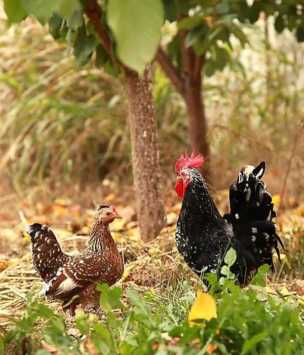 rooster and hen foraging