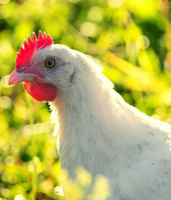 A Bresse hen head photo