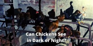 Can Chickens See in The Dark? : Are They Afraid of Night?