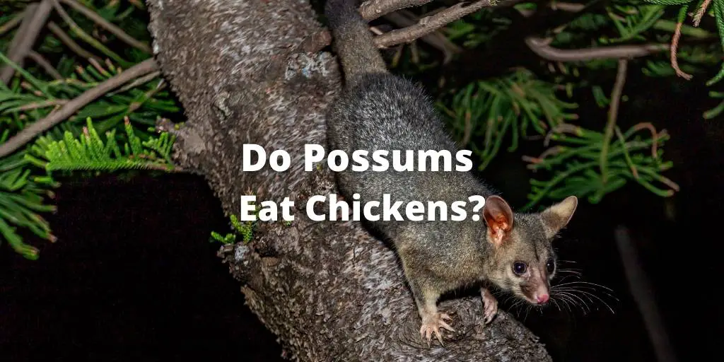 Do Possums Eat Chickens? Spot Nearby, Protect Eggs, Feed, and Flocks