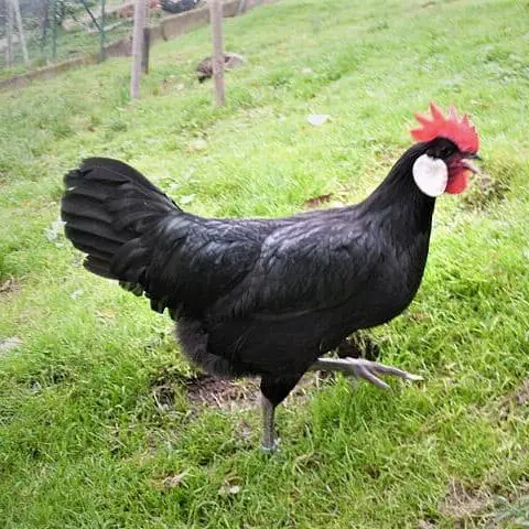 minorca black chicken are large egg laying chickens
