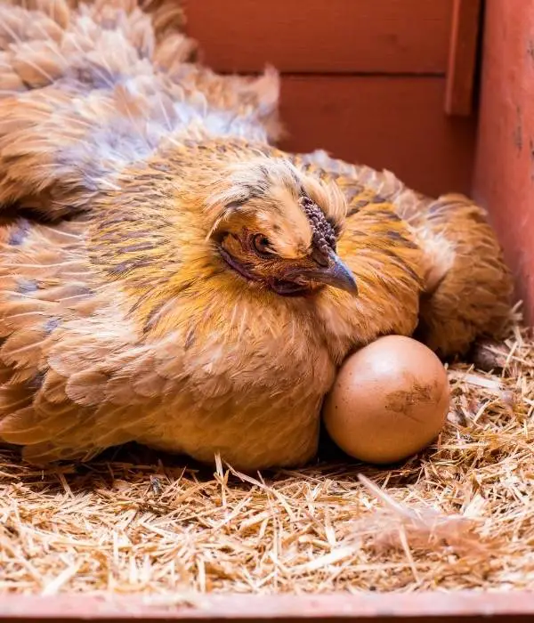 Why Do You Want to Stop a Broody Hen? — Few Reasons