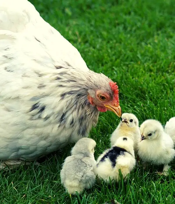 a hen raising her newly hatched baby chicks