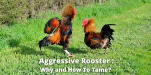 Aggressive Rooster: Why and How To Tame?