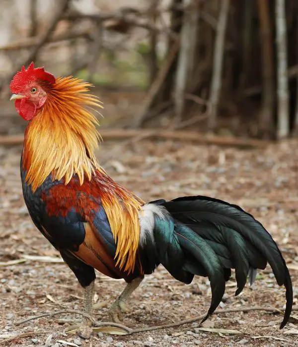Aggressive rooster with raised hackle feathers