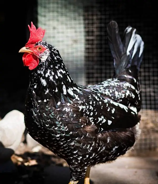 Black Ancona Chicken