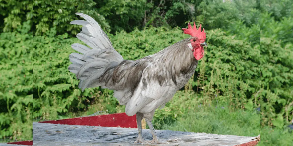 andalusian rooster