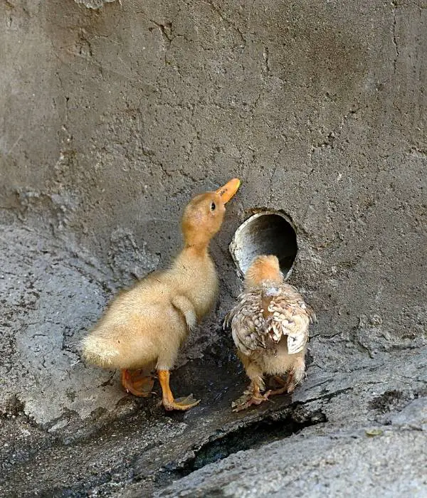 chicks vs ducklings