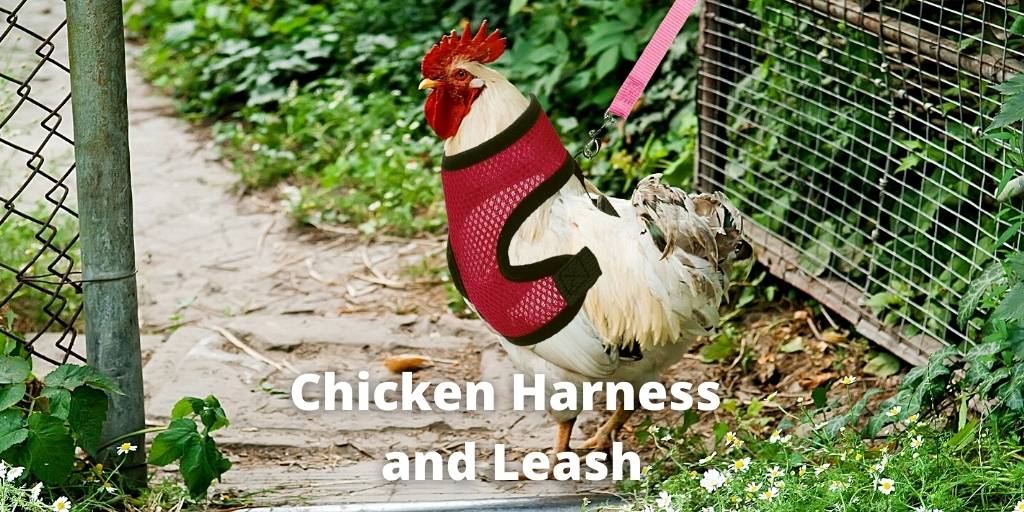 Best 7 Chicken Harness and Leash (For Hen and Rooster)