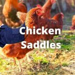 9 Best Chicken Saddles or Hens Aprons (Editor's Choice