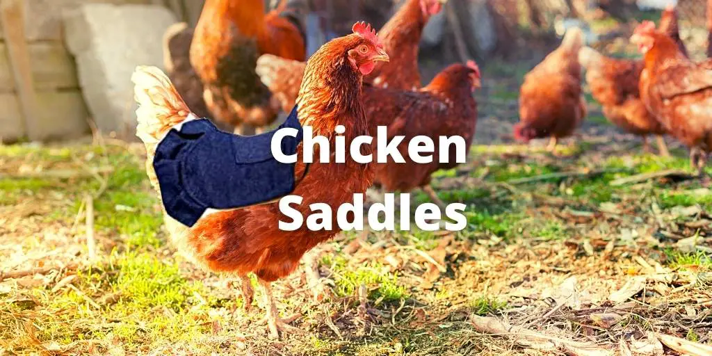 9 Best Chicken Saddles or Hens Aprons (Editor's Choice
