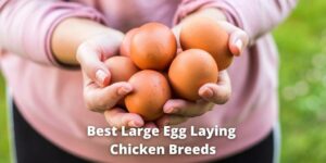 11 Best Large Egg Laying Chicken Breeds: (List With Pictures)