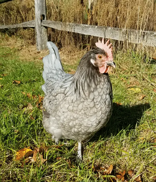 andalusian chicken are white egg laying chickens