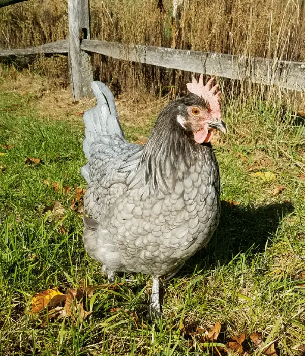 Blue Andalusian chicken hen foraging