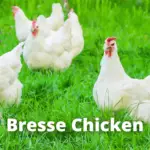 Bresse Chicken Breed: Eggs, Size, Temperament, Pictures
