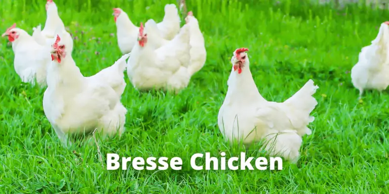 Bresse Chicken Breed: Eggs, Size, Temperament, Pictures