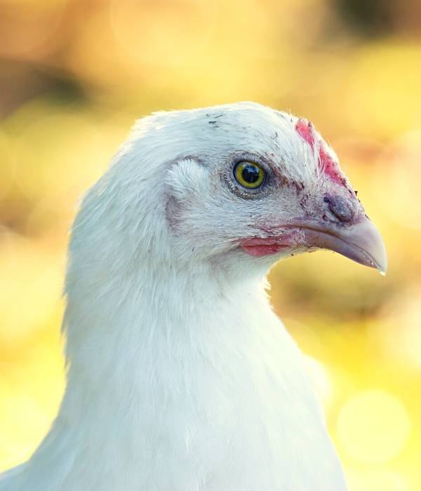 head shot of female Breese chicken