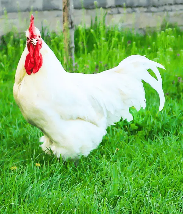 a bresse rooster foraging