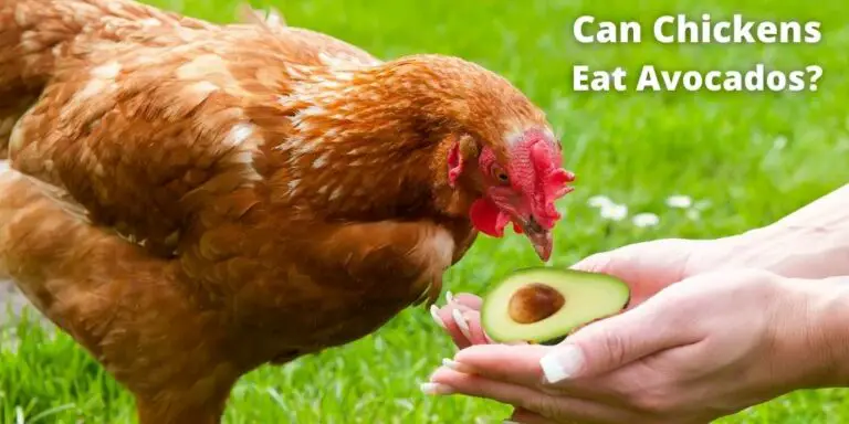 Can chickens eat avocados? Let's find out.