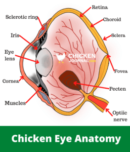 Can Chickens See in The Dark? : Are They Afraid of Night?