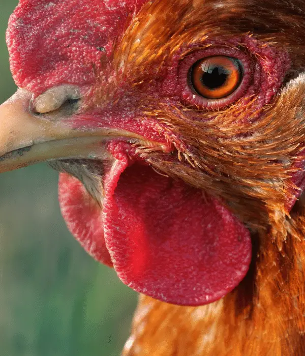 10 Amazing facts About Chicken's Vision