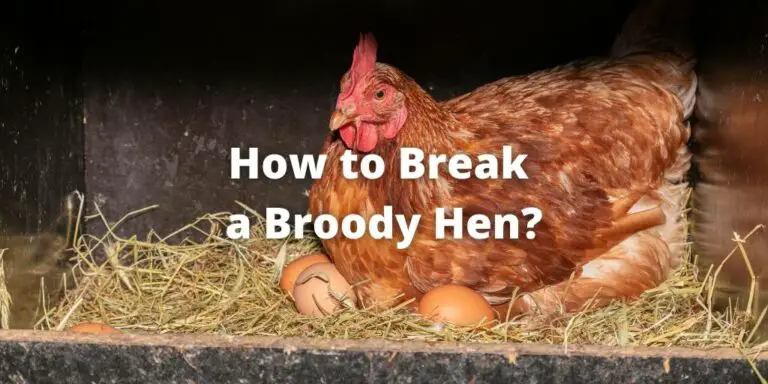 How to Break a Broody Hen? 7 Best Ways to Stop Her Brooding