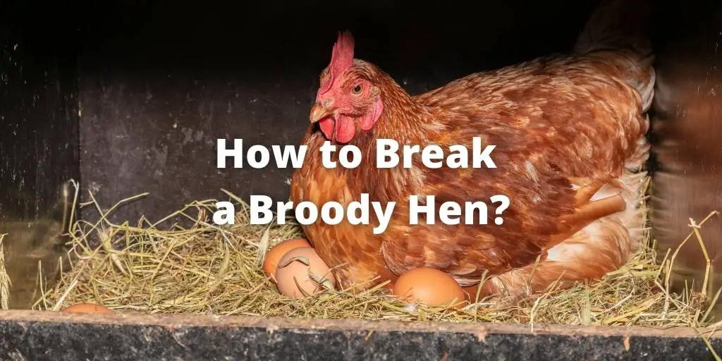 How to Break a Broody Hen? 7 Best Ways to Stop Her Brooding
