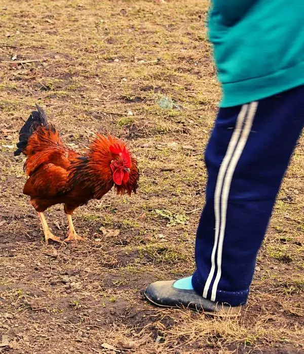 How to Protect Yourself From a Rooster Attack? 