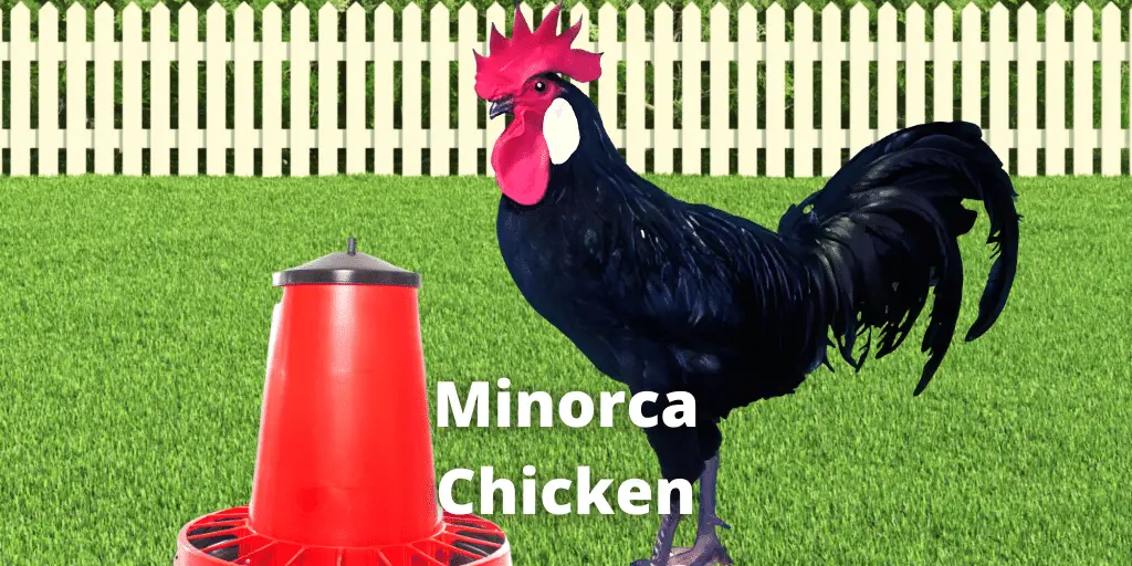 Minorca Chicken Breed: Eggs, Size, Color, Lifespan, Temperament, and Pictures
