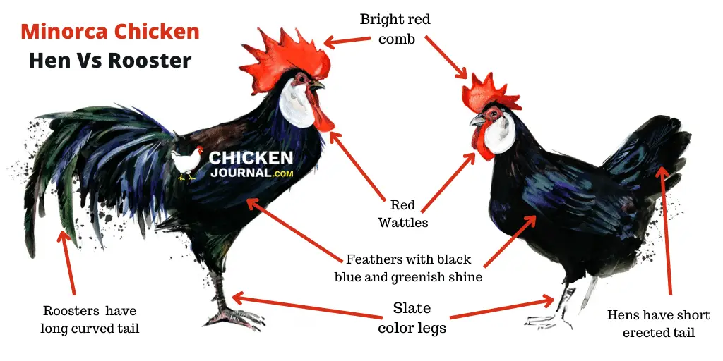 Minorca chicken hen vs rooster