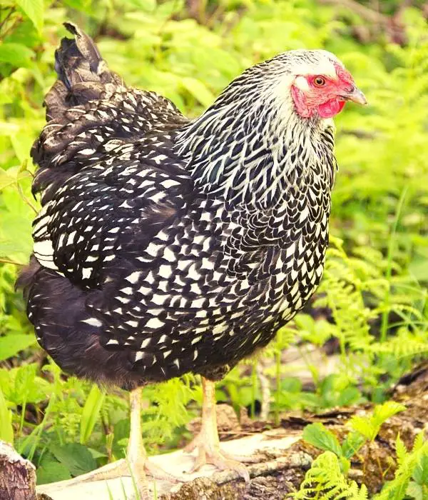 Silver Laced Wyandotte are popular large size egg layers
