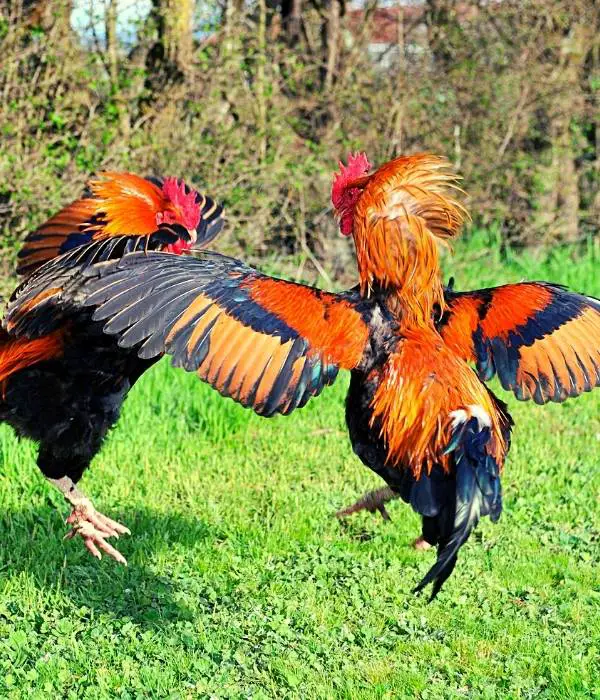 Roosters flapping their wings and fighting