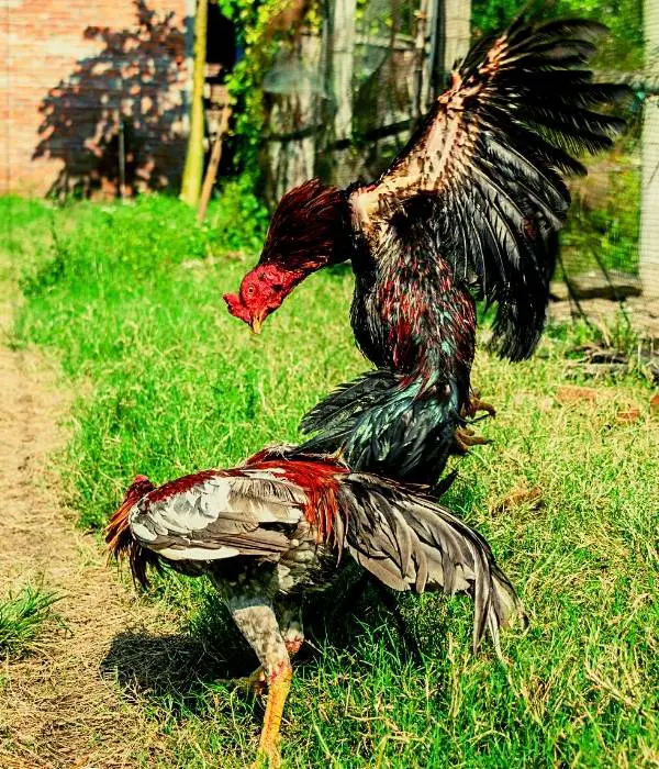 two aggressive rooster fighting in backyard