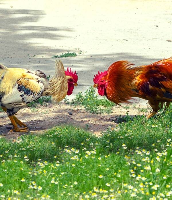 two angry male chickens fightng