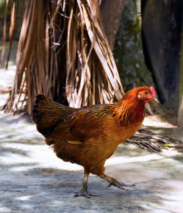 a welsummer chicken foraging