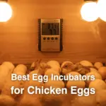 Top 10 Best Egg Incubators for Chicken Eggs