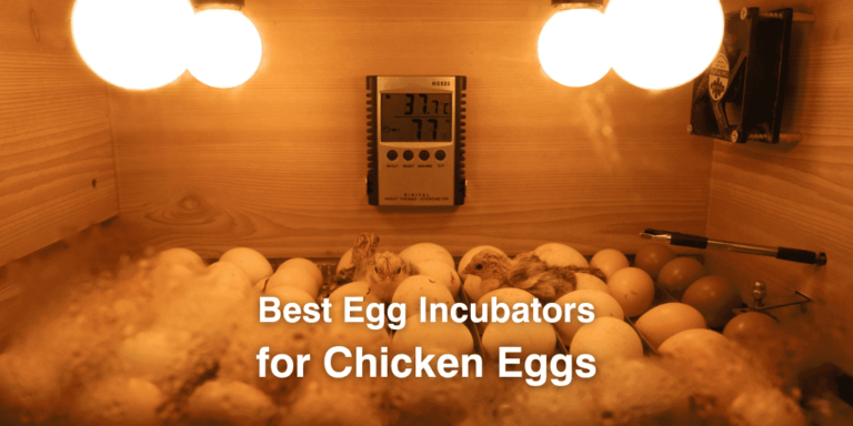 10 Best Egg Incubators For Chicken Eggs (2026): Beginner To Large-Capacity Picks 3 Top 10 Best Egg Incubators for Chicken Eggs