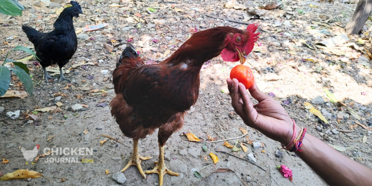 Can Chickens Eat Tomatoes? All You Need to Know!