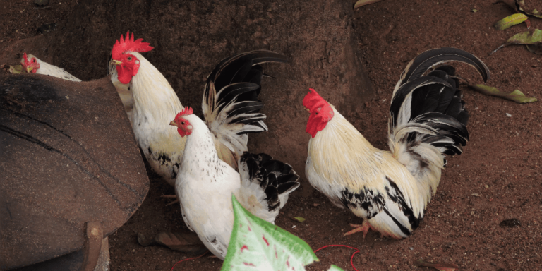 Dorking Chicken: Everything You Need To Know 5 Dorking Chicken: Everything You Need to Know