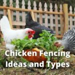 Chicken Fencing Ideas and Types : To Keep Predators Out