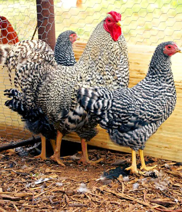 Dominique cockerel with pullets