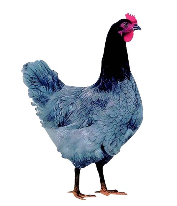 a sapphire gem hen on white background