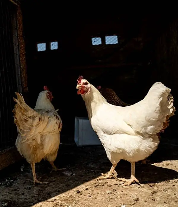 two amberlink hens in their backyard coop